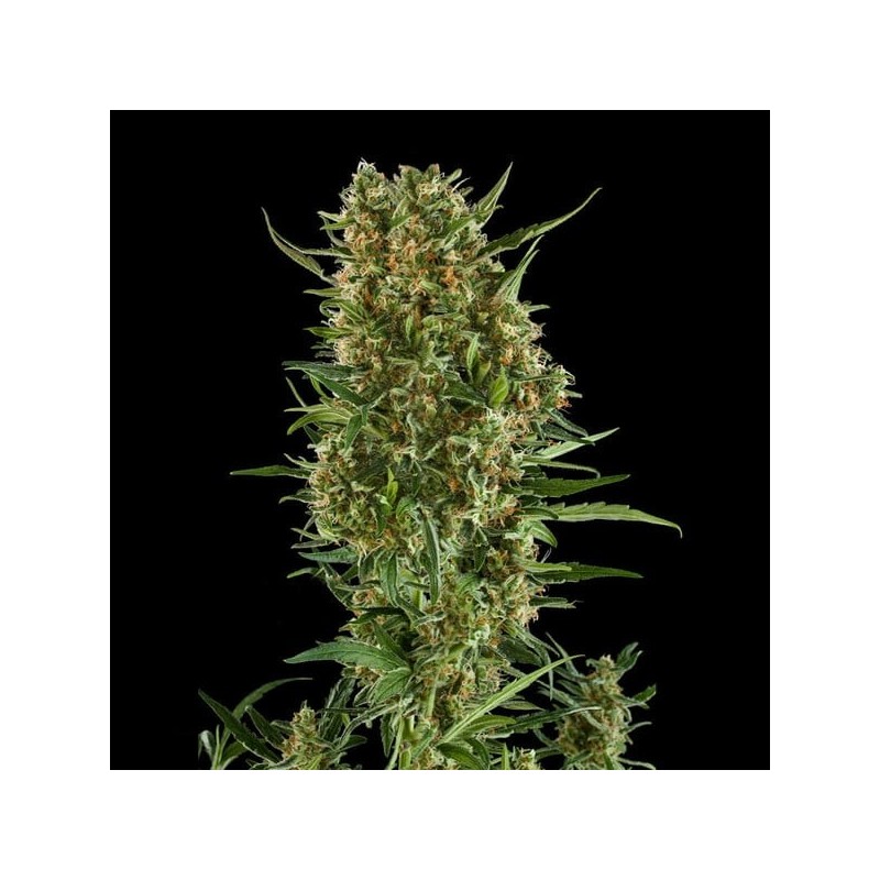 Royal Critical Auto semi cannabis Royal Queen Seeds