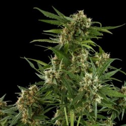 Royal Critical Auto semi cannabis Royal Queen Seeds