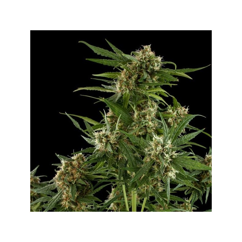 Royal Critical Auto semi cannabis Royal Queen Seeds