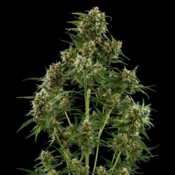 Royal Critical Auto semi cannabis Royal Queen Seeds