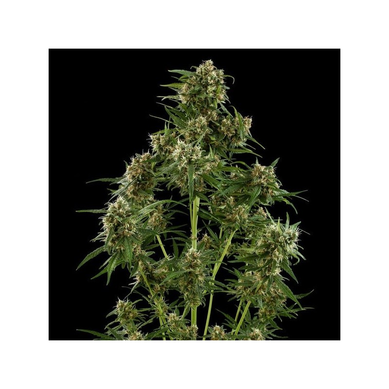 Royal Critical Auto semi cannabis Royal Queen Seeds