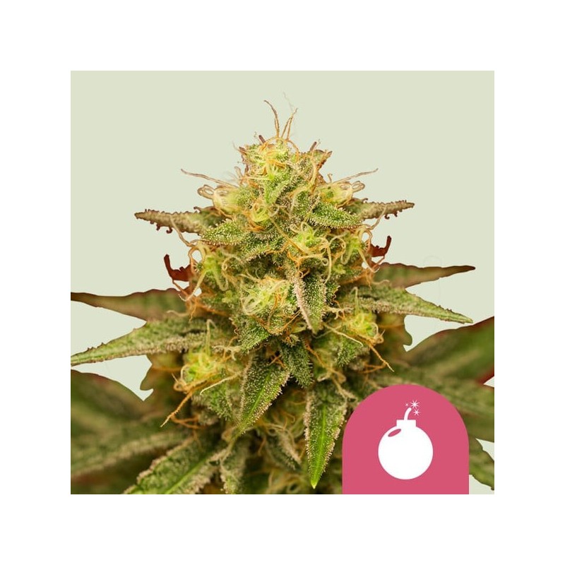 Royal Domina semi cannabis Royal Queen Seeds