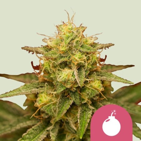 Royal Domina semi cannabis Royal Queen Seeds