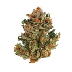 Royal Domina semi cannabis Royal Queen Seeds