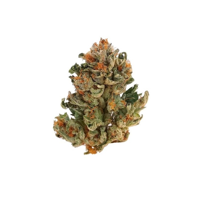 Royal Domina semi cannabis Royal Queen Seeds