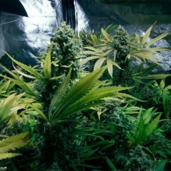 Royal Domina semi cannabis Royal Queen Seeds