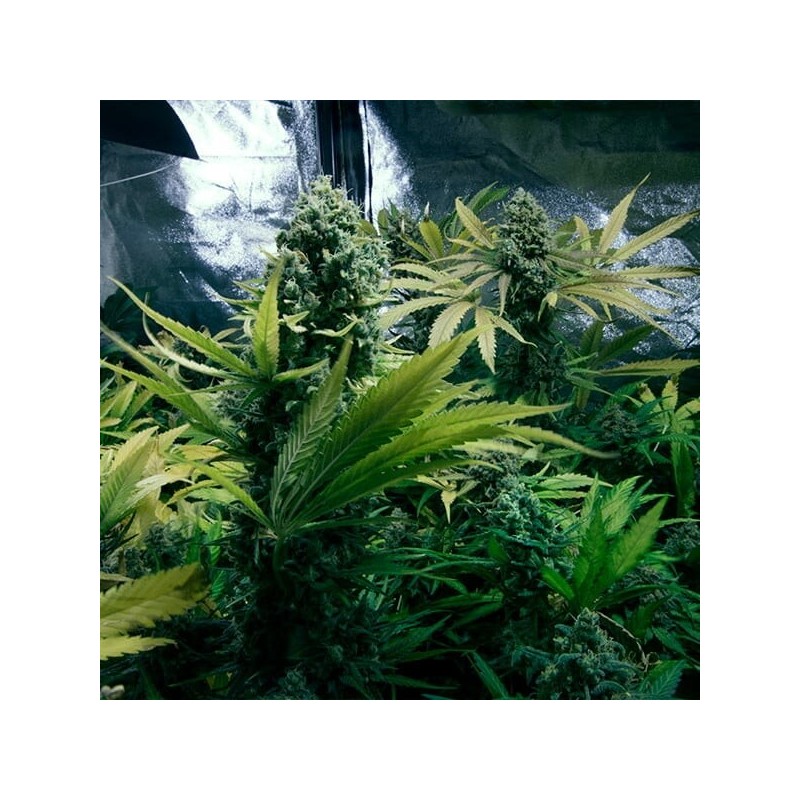 Royal Domina semi cannabis Royal Queen Seeds