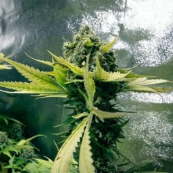 Royal Domina semi cannabis Royal Queen Seeds