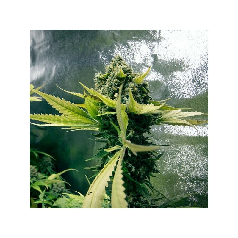 Royal Domina semi cannabis Royal Queen Seeds