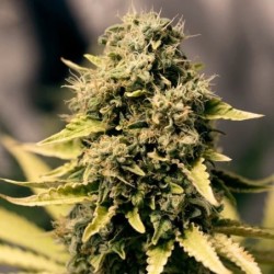 Royal Domina semi cannabis Royal Queen Seeds