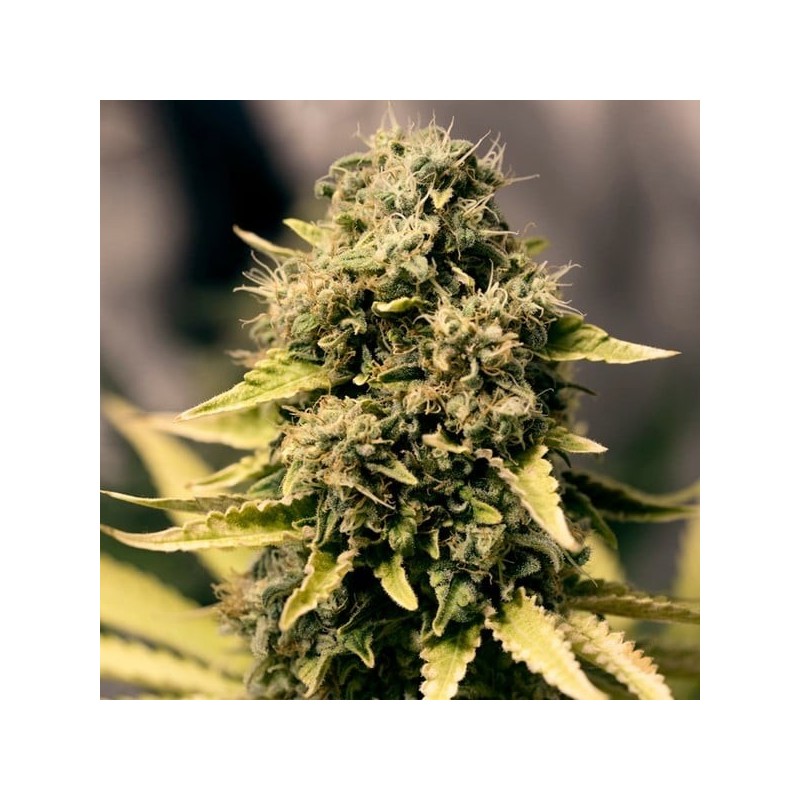 Royal Domina semi cannabis Royal Queen Seeds