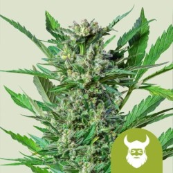Royal Dwarf Auto - Royal Queen Seeds