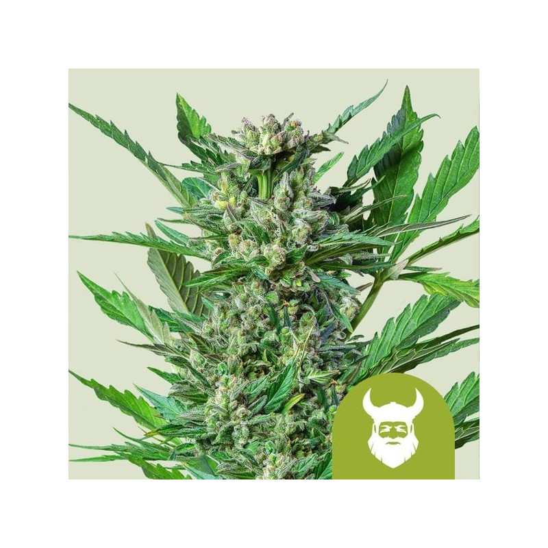 Royal Dwarf Auto - Royal Queen Seeds