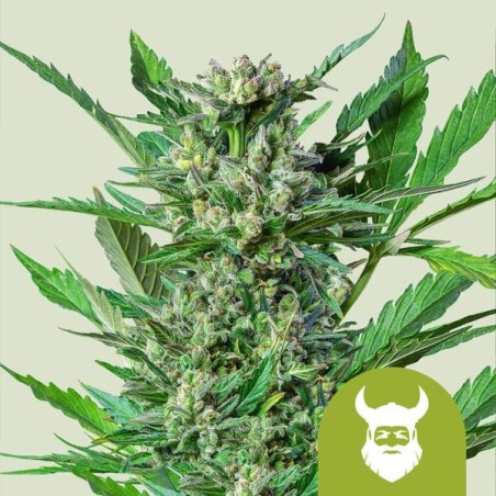 Royal Dwarf Auto - Royal Queen Seeds