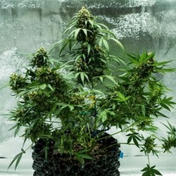 Royal Dwarf Auto - Royal Queen Seeds
