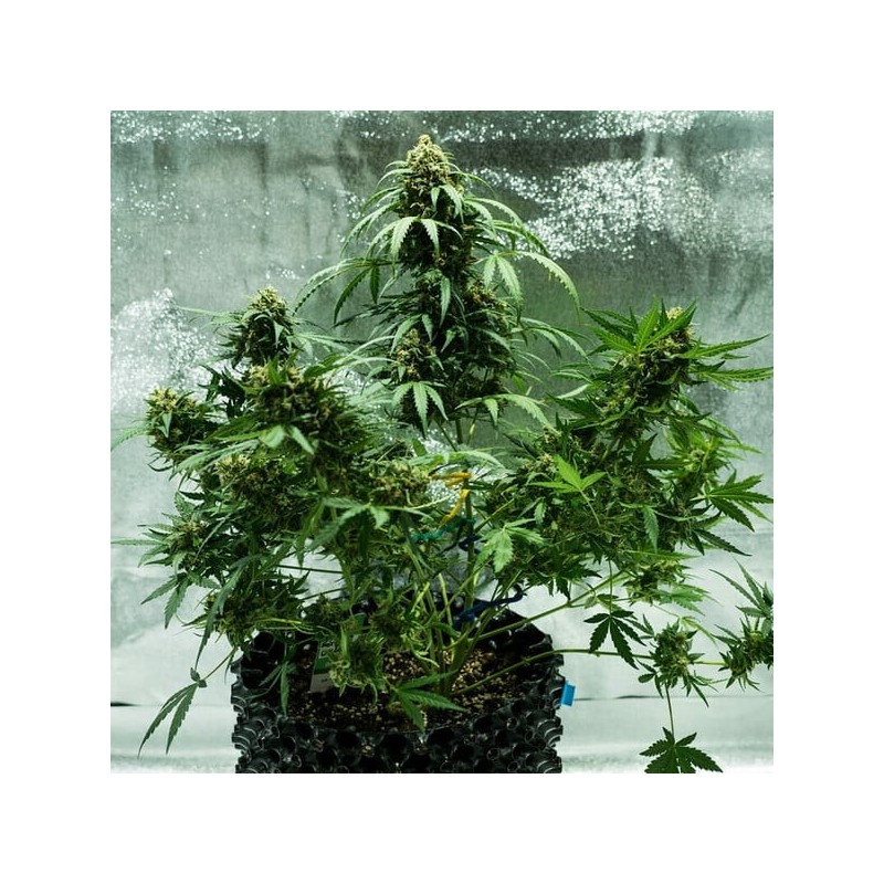 Royal Dwarf Auto - Royal Queen Seeds