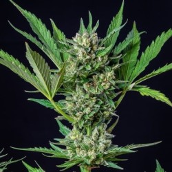 Royal Dwarf Auto - Royal Queen Seeds
