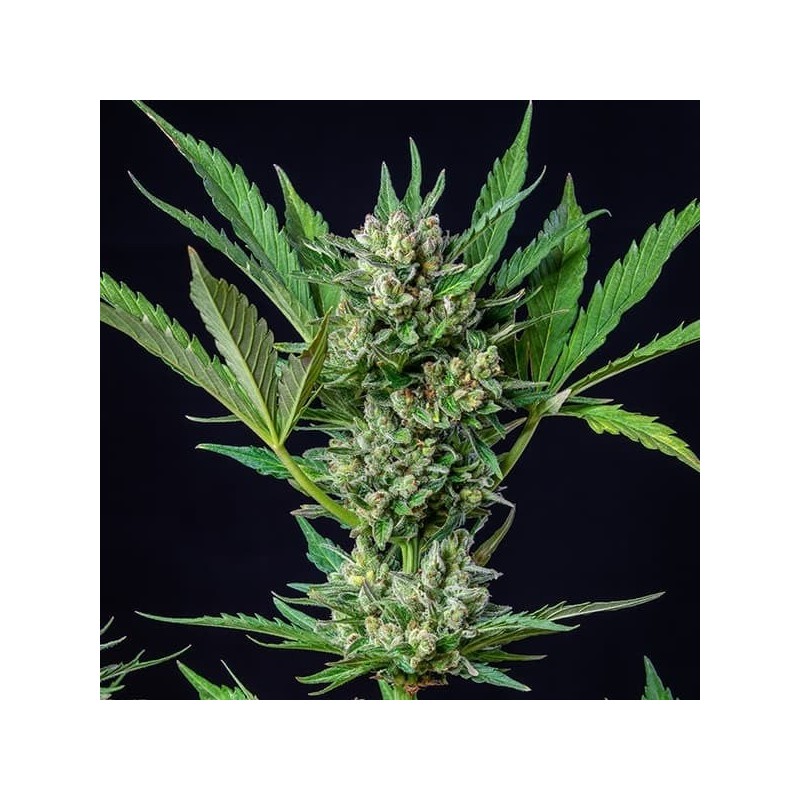 Royal Dwarf Auto - Royal Queen Seeds