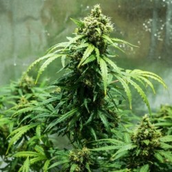 Royal Dwarf Auto - Royal Queen Seeds