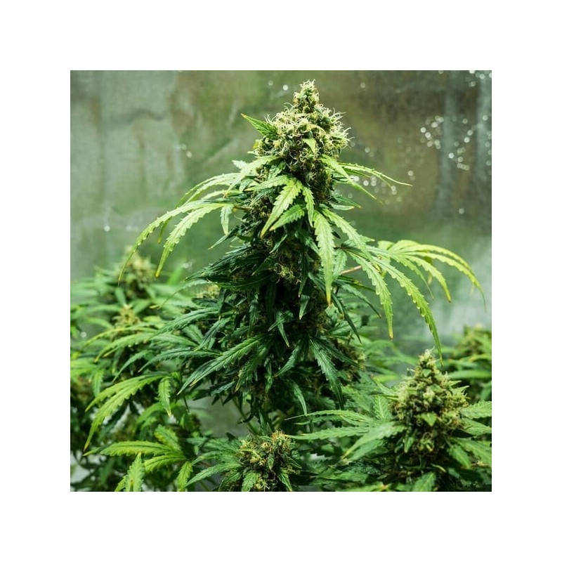 Royal Dwarf Auto - Royal Queen Seeds