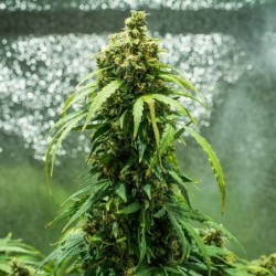 Royal Dwarf Auto - Royal Queen Seeds