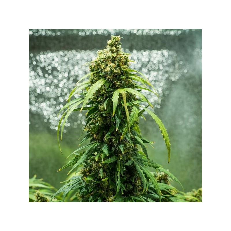 Royal Dwarf Auto - Royal Queen Seeds