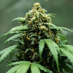 Royal Dwarf Auto - Royal Queen Seeds