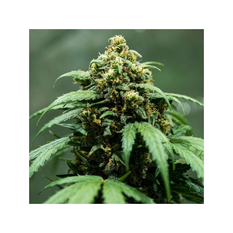 Royal Dwarf Auto - Royal Queen Seeds