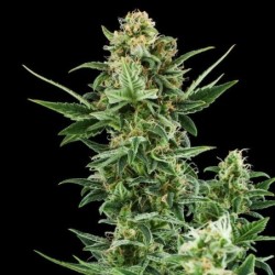 Royal Dwarf Auto - Royal Queen Seeds