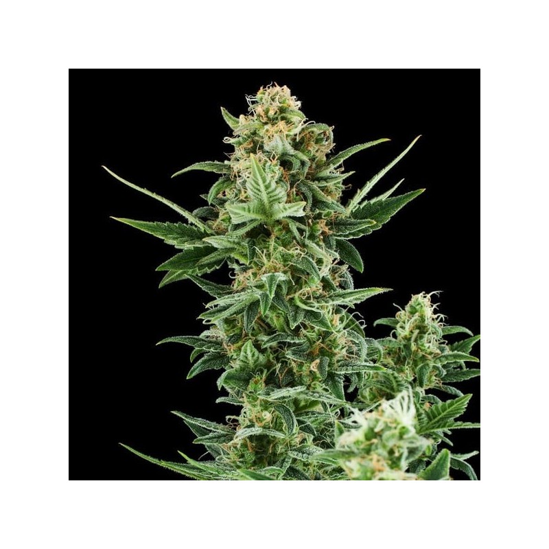 Royal Dwarf Auto - Royal Queen Seeds