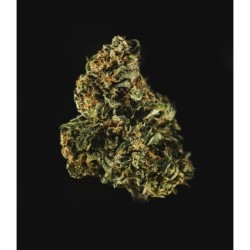 Royal Dwarf Auto - Royal Queen Seeds