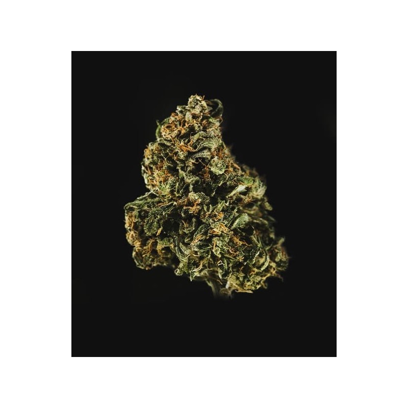 Royal Dwarf Auto - Royal Queen Seeds