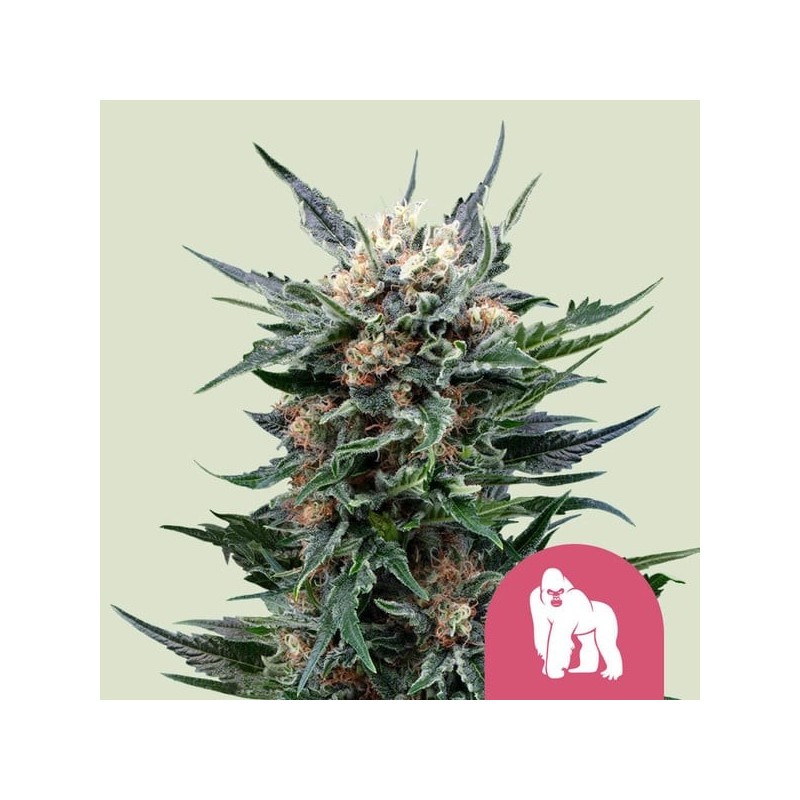 Royal Gorilla semi cannabis Royal Queen Seeds
