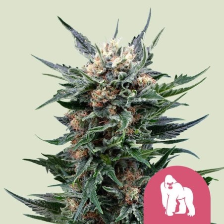 Royal Gorilla semi cannabis Royal Queen Seeds
