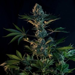 Royal Gorilla semi cannabis Royal Queen Seeds