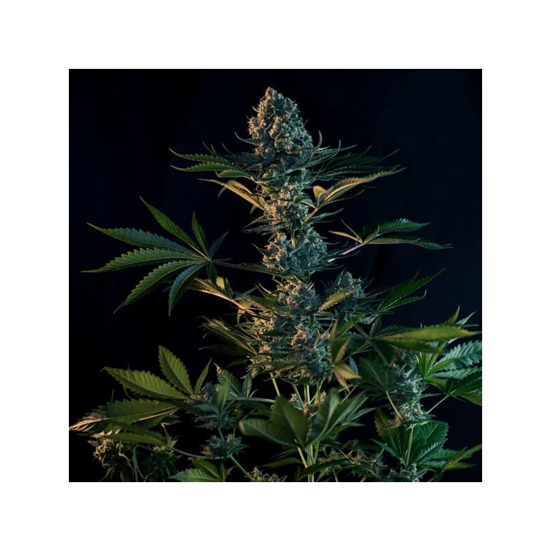 Royal Gorilla semi cannabis Royal Queen Seeds