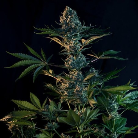 Royal Gorilla semi cannabis Royal Queen Seeds