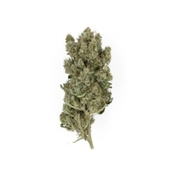 Royal Gorilla semi cannabis Royal Queen Seeds