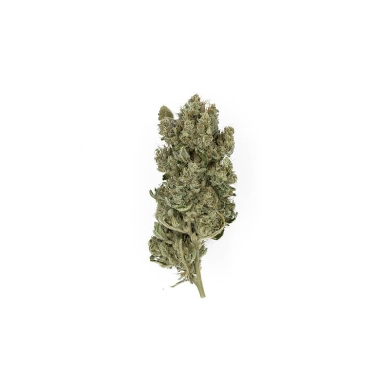 Royal Gorilla semi cannabis Royal Queen Seeds