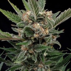 Royal Gorilla semi cannabis Royal Queen Seeds