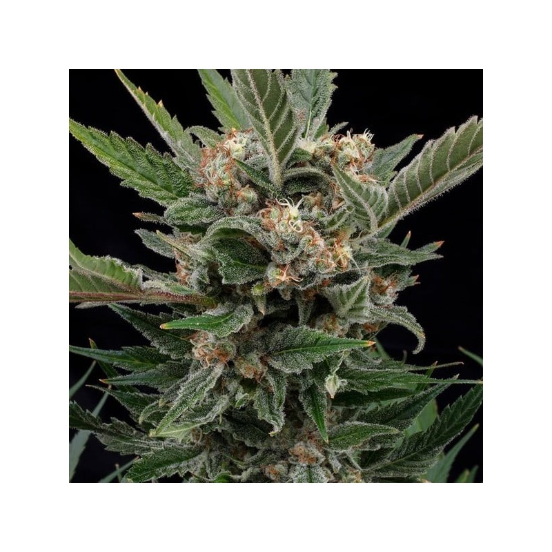 Royal Gorilla semi cannabis Royal Queen Seeds