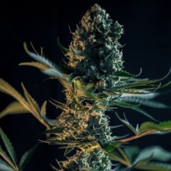 Royal Gorilla semi cannabis Royal Queen Seeds