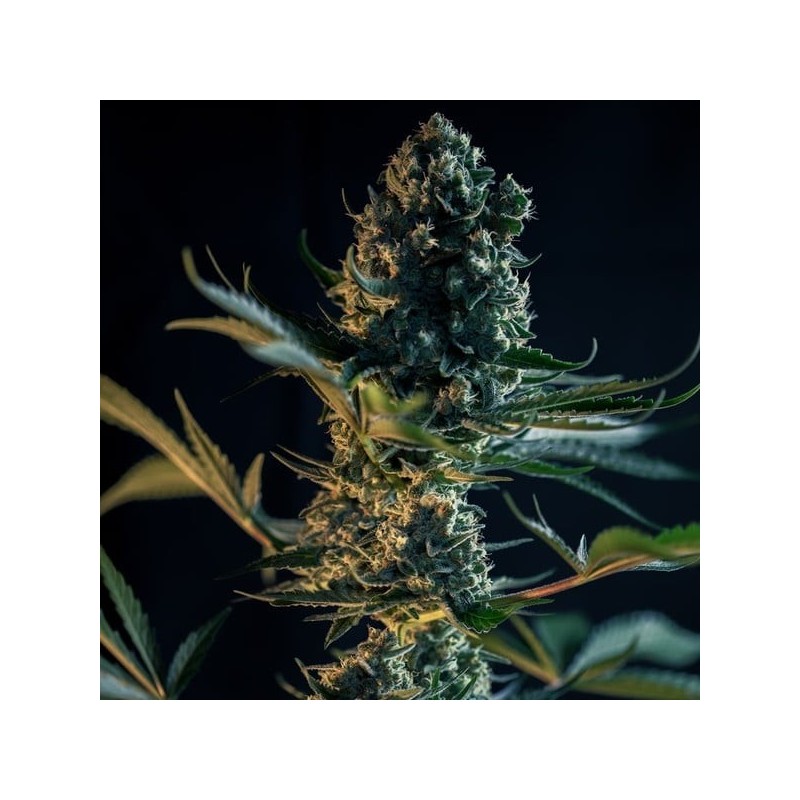 Royal Gorilla semi cannabis Royal Queen Seeds