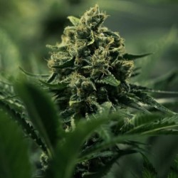 Royal Gorilla semi cannabis Royal Queen Seeds