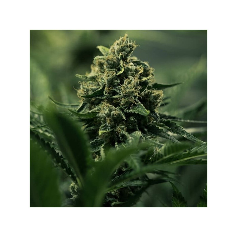 Royal Gorilla semi cannabis Royal Queen Seeds