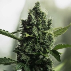 Royal Gorilla semi cannabis Royal Queen Seeds