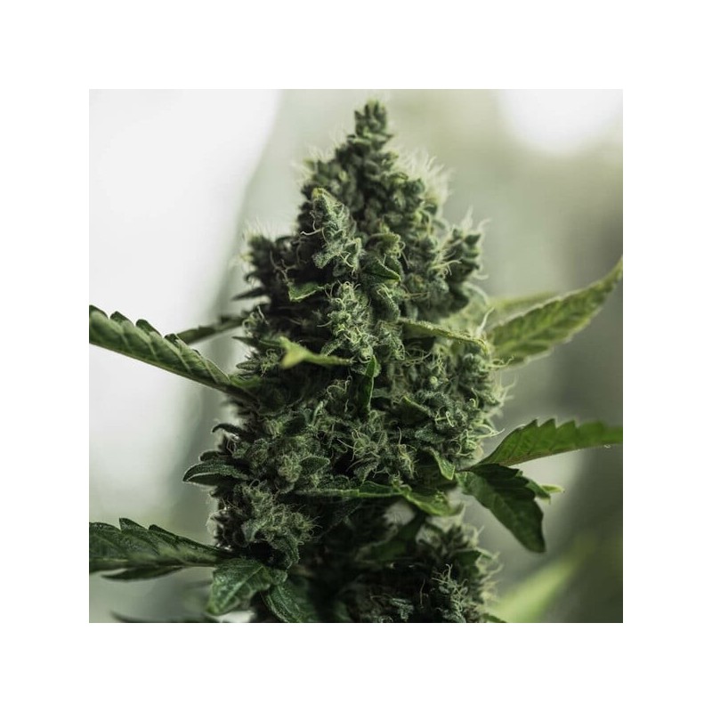 Royal Gorilla semi cannabis Royal Queen Seeds