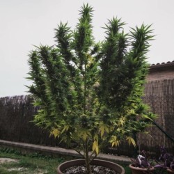 Royal Gorilla semi cannabis Royal Queen Seeds