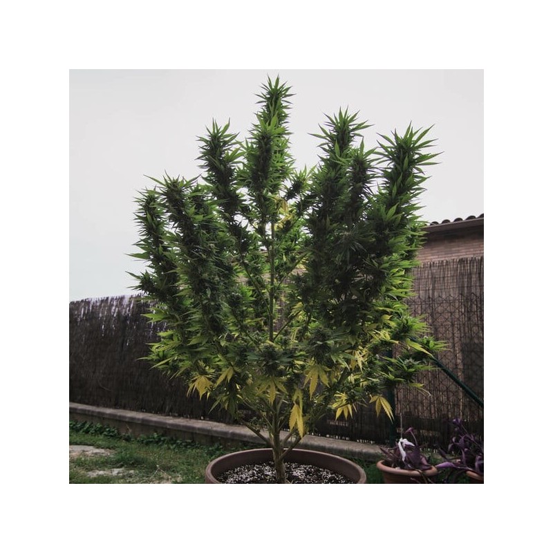 Royal Gorilla semi cannabis Royal Queen Seeds