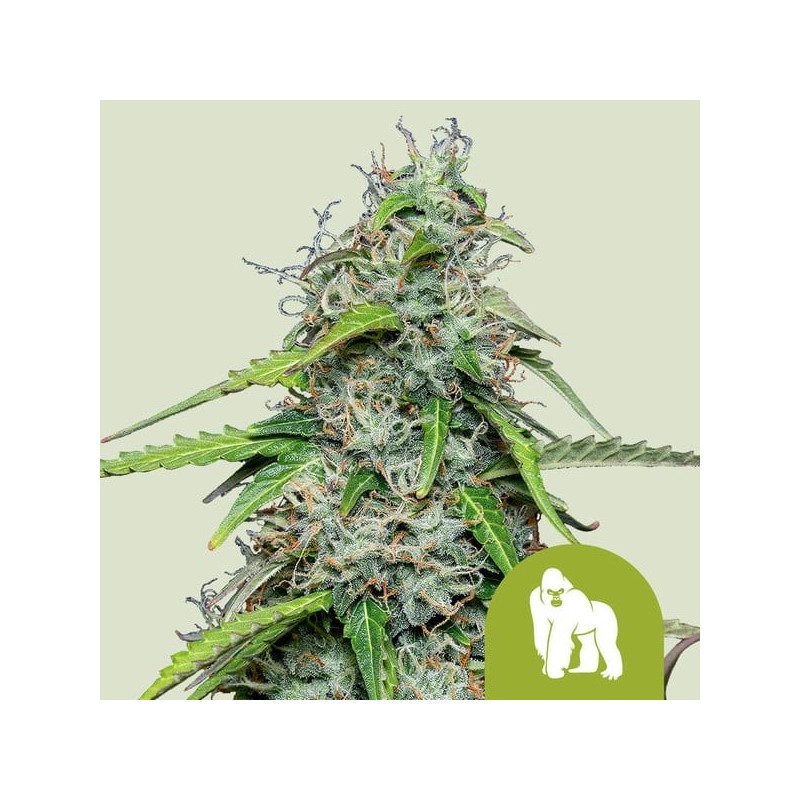 Royal Gorilla Auto semi cannabis Royal Queen Seeds